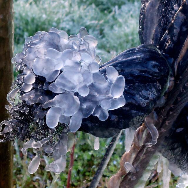 Bizarre Formen entstehen | Foto: Brigitte Melder