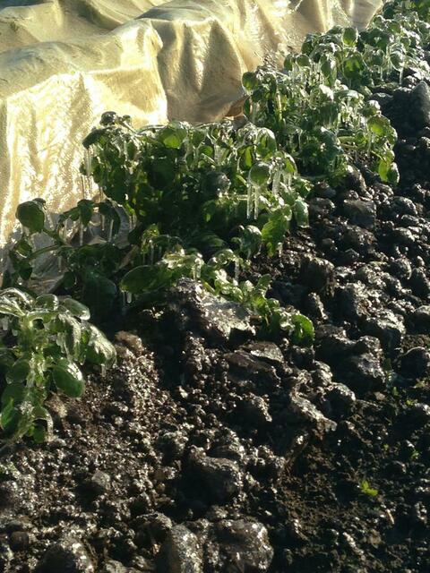 Frostberegnung bei Kartoffelstauden | Foto: Christoph Zehfuß
