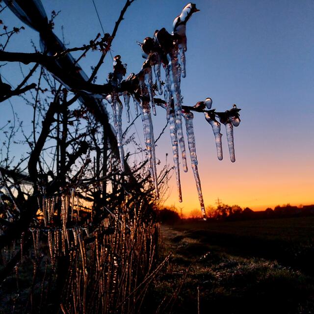 Noch vor Sonnenaufgang auf Fototour zur Frostberegnung bei Obstbäumen | Foto: Brigitte Melder