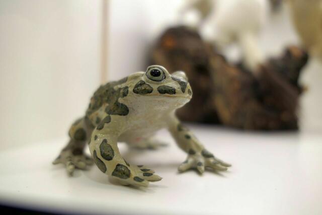Wechselkröte | Foto: Pfalzmuseum für Naturkunde/gratis