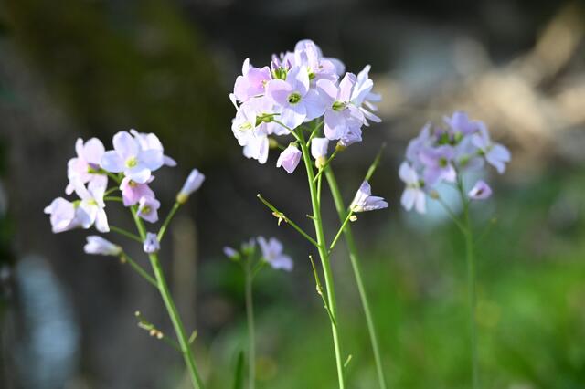 Wiesenschaumkraut - eßbare Pflanze | Foto: A. Abt