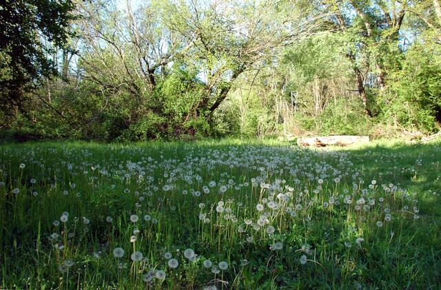 Wiese Tongruben Jockgrim Mai 2019 | Foto: A. Abt