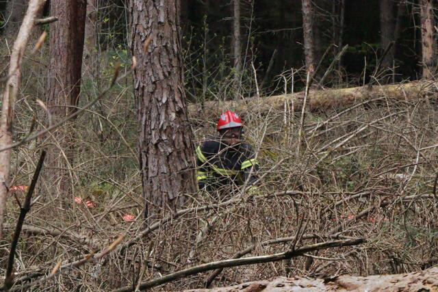 Der Brand- und Katastrophenschutz des Landkreises Germersheim führte bei 
Scheibenhardt  gemeinsam  mit  den  Feuerwehren  der  angrenzenden  Gemeinden und französischen Feuerwehreinheiten eine Waldbrandübung durch | Foto: Heike Schwitalla