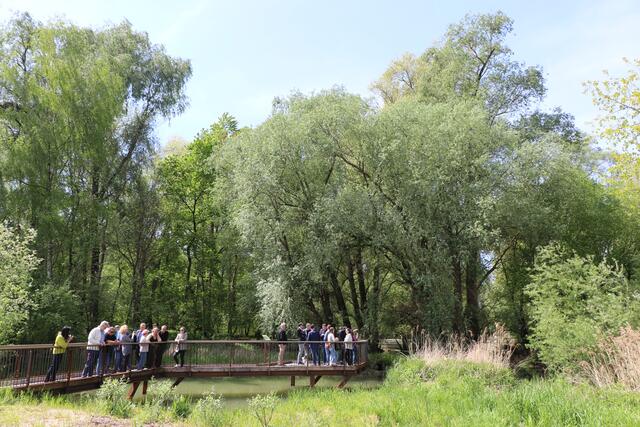 Ein Steg führt in den Auwald, Tafeln erklären Flora und Fauna | Foto: Heike Schwitalla