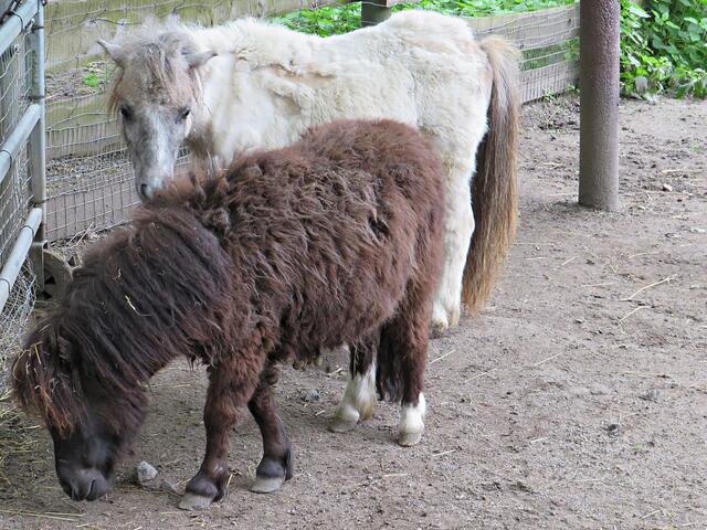 Mini-Shetlandponys | Foto: Brigitte Melder
