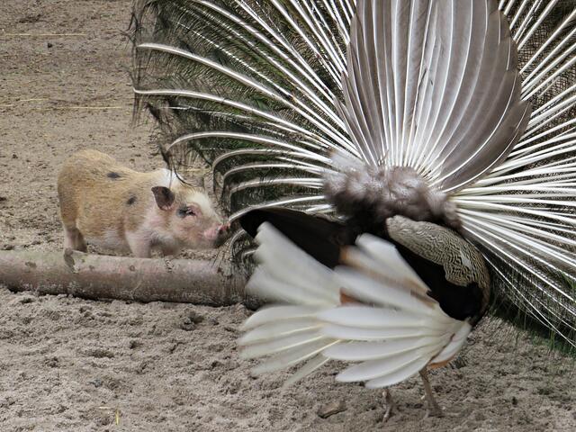 "Nanu, was ist denn das für ein Schwein?" | Foto: Brigitte Melder