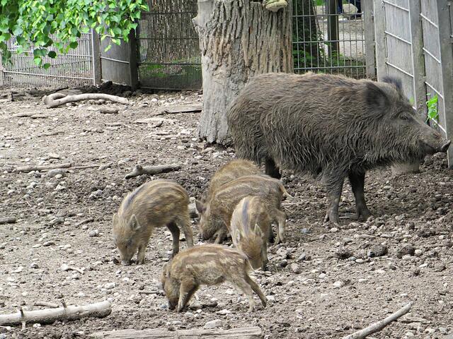 Frischlinge bei den Wildschweinen | Foto: Brigitte Melder