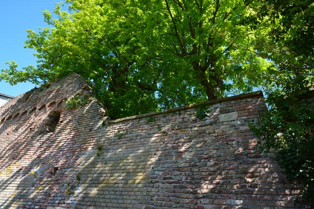 Stadtmauer Jockgrim April 2022 | Foto: Andrea Abt