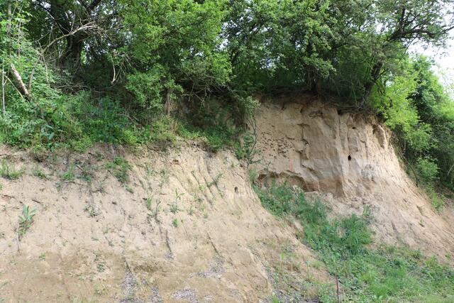 Die neu gestaltete Landauer Hohl bei Freckenfeld | Foto: Heike Schwitalla