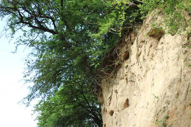 Die neu gestaltete Landauer Hohl bei Freckenfeld | Foto: Heike Schwitalla