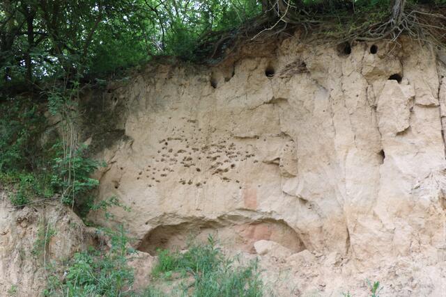Die neu gestaltete Landauer Hohl bei Freckenfeld | Foto: Heike Schwitalla