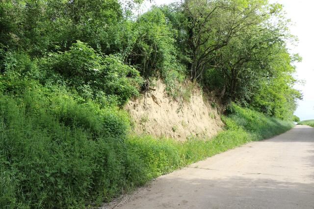 Die neu gestaltete Landauer Hohl bei Freckenfeld | Foto: Heike Schwitalla