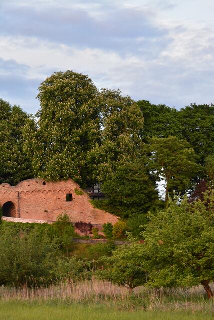 Stadtmauer Jockgrim Mai 2017 | Foto: Andrea Abt