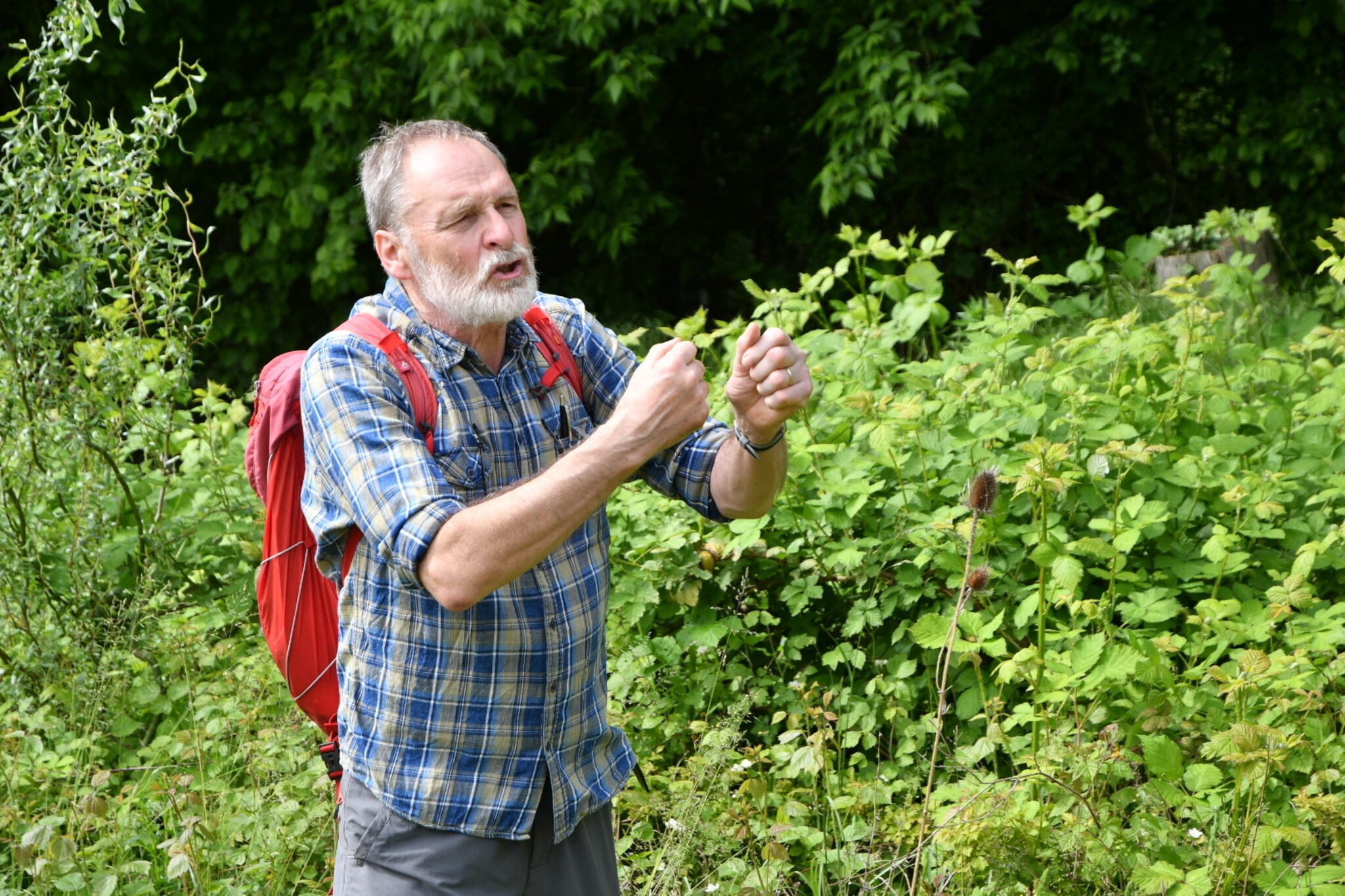 Was wächst denn da? Kräuterführung am Fischmal in Leimersheim Rülzheim