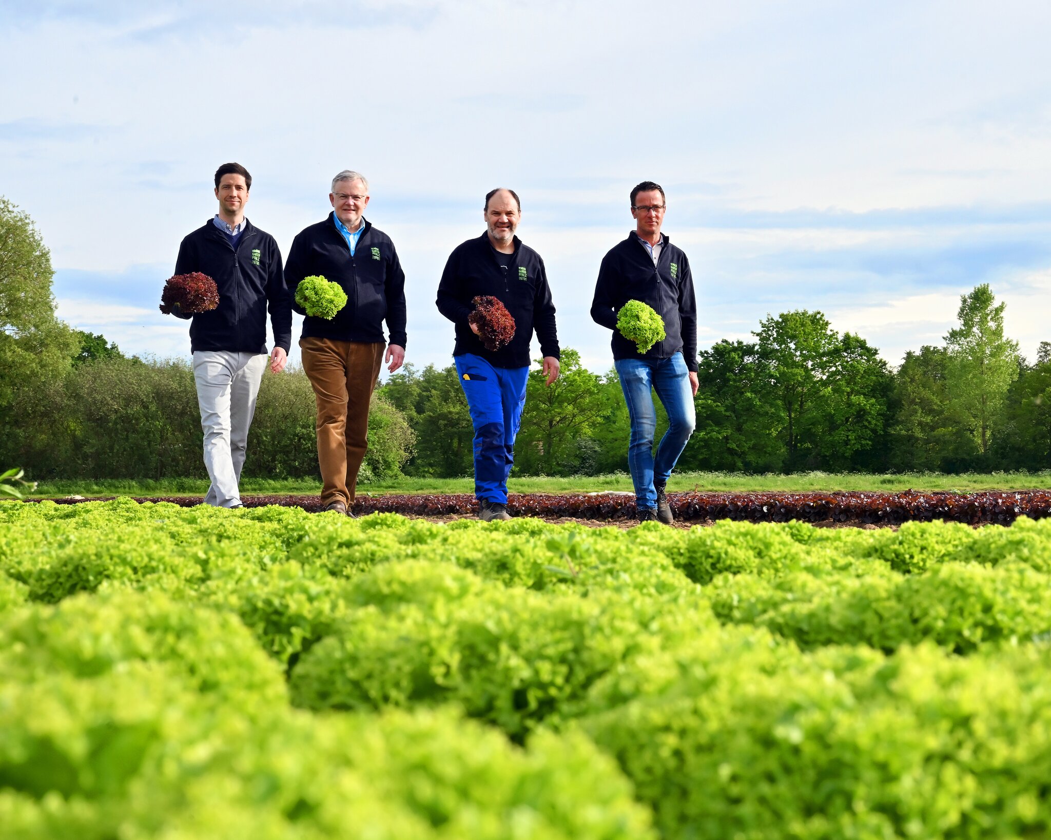 Ernte beträgt rund 100 Mio. Köpfe Salat Im Gemüsegarten Pfalz rollen