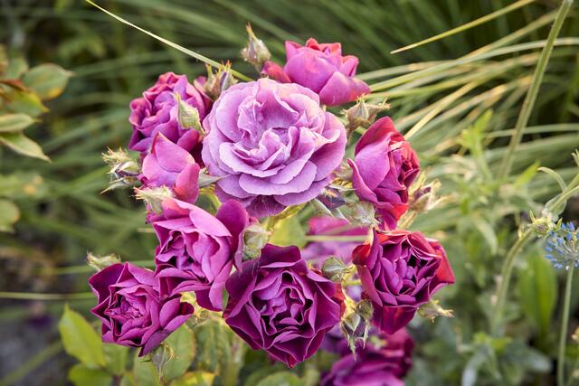 Auf Spinelli startet gerade die Rosen-Saison. | Foto: Lukac+Diehl