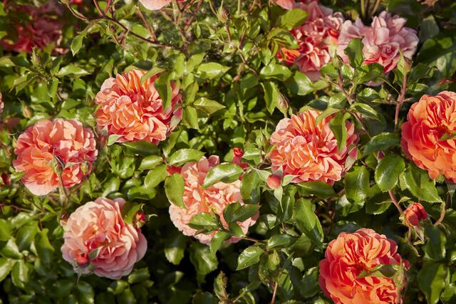 4.400 Rosen präsentieren sich in den 1.500 Quadratmeter großen Rosenblättern im Spinelli-Park. | Foto: Lukac+Diehl