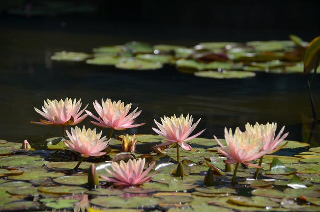 Die fünf Seerosenbecken im Luisenpark wurden zur Bundesgartenschau 2023 saniert. | Foto: BUGA 23