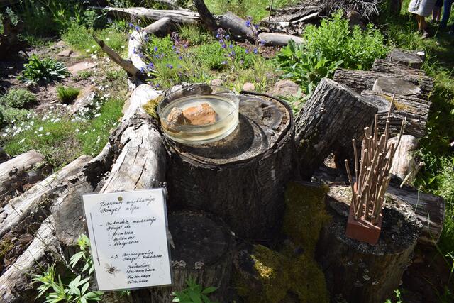 Wasserstellen mit Landeplatz sind wichtig für Insekten