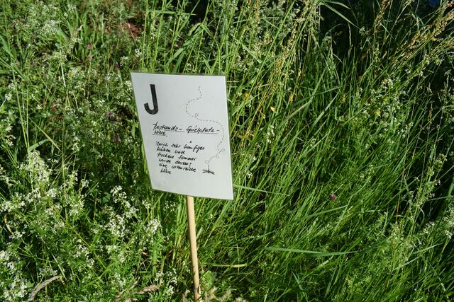 Blühwiesen sind der Klassiker, wenn es um Insekten geht