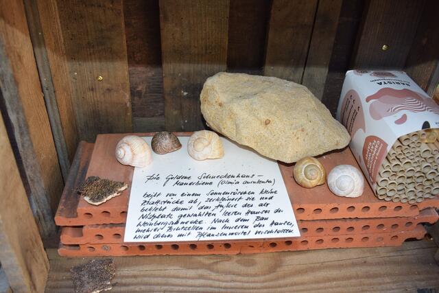 Die Goldene Schneckenhaus-Mauerbiene nutzt leere Schneckenhäuser als Brutstätte