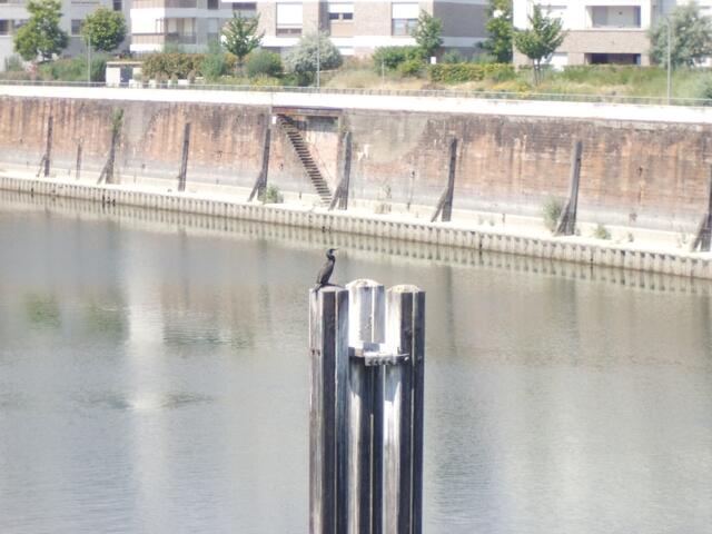 Kormoran im Luitpoldhafen: Der Rhein lässt sich auf dem Rheinradweg erleben  | Foto: Julia Glöckner