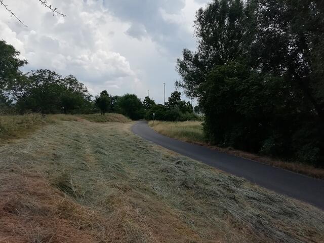 Rheinradweg bei Oppau  | Foto: Julia Glöckner