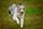Hund Symbolbild | Foto: Radek Havlicek/stock.adobe.com