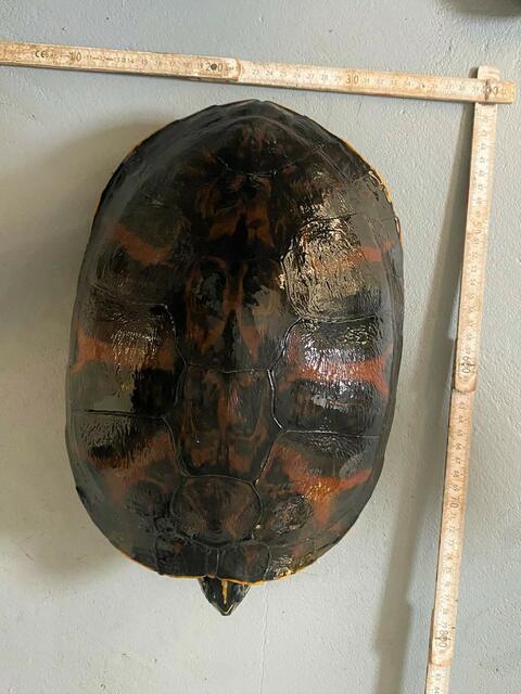 Schildkröte 2, gefunden in der Landauer Innenstadt | Foto: Reptilienauffangstation Gossersweiler-Stein