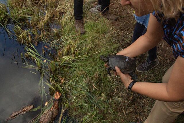 Wiederansiedlung der Europäischen Sumpfschildkröte | Foto: Heike Schwitalla