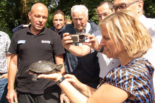 Der Star des Tages - die Europäische Sumpfschildkröte 400 | Foto: Heike Schwitalla