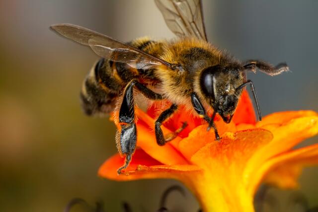 Bienenseuche im Raum Südpfalz / Symbolbild | Foto: blackdiamond67/stock.adobe.com