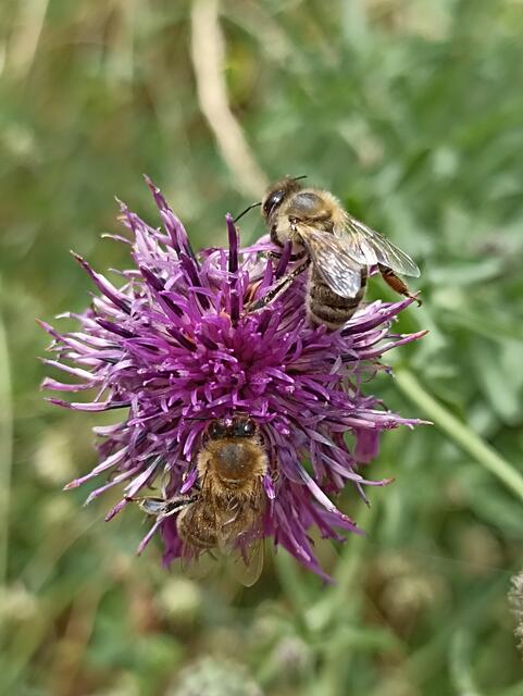 Fleißige Bienen bei der Arbeit  | Foto: Pfalzmuseum/gratis
