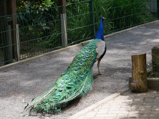 Pfau | Foto: Klaus-Peter Schäfer