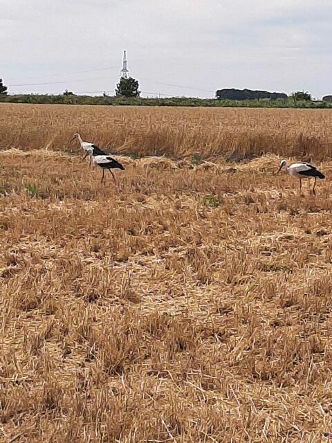 d | Foto: i.A. Igor Girka