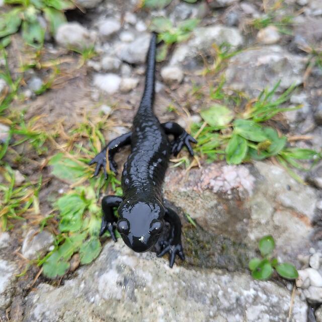 Bergsalamander | Foto: Markus Pacher 