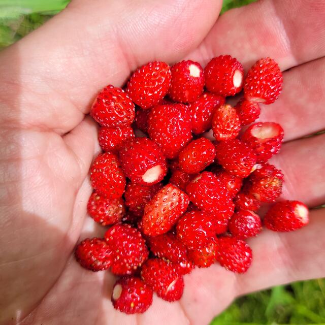 Walderdbeeren | Foto: Markus Pacher 
