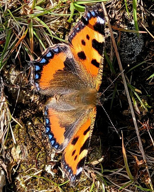 Schmetterling  | Foto: Markus Pacher 
