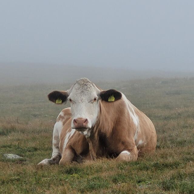 Kuh im Nebel | Foto: Markus Pacher 