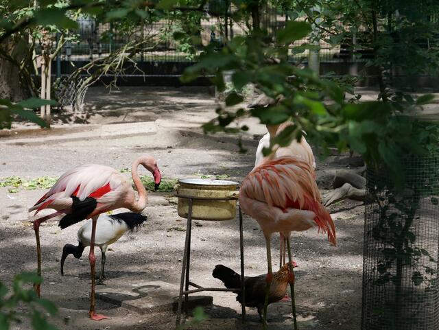 Flamingos | Foto: Klaus-Peter Schäfer