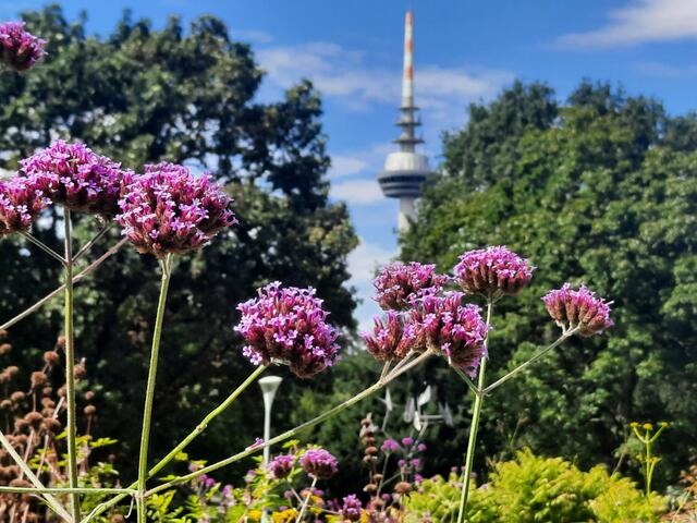 Verbene im Luisenpark Mannheim | Foto: Kristin Hätterich