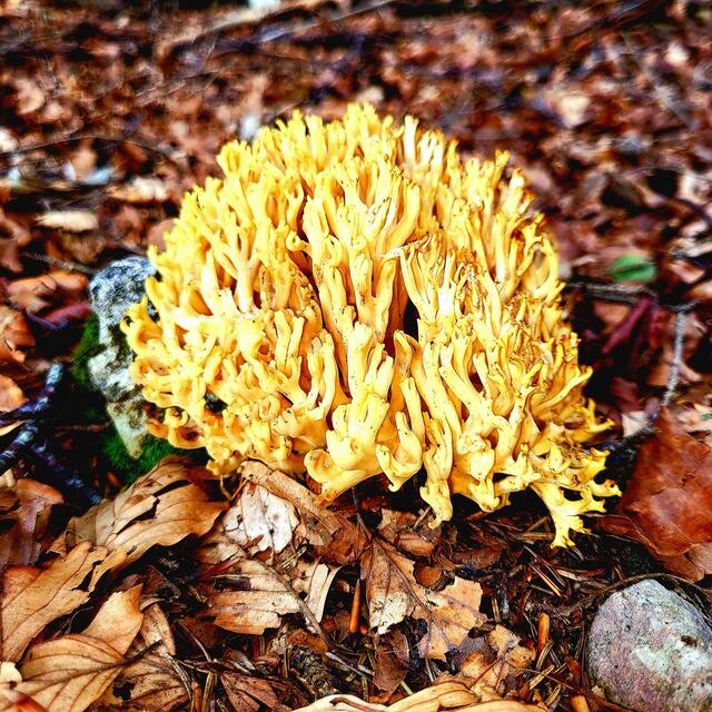 Pilz | Foto: Markus Pacher 