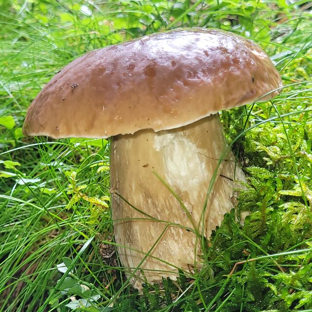 Steinpilz  | Foto: Markus Pacher 