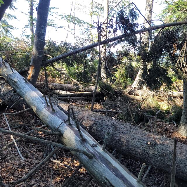 Nuch beseitigte Sturmschäden machen den Erzberg-Höhenweg unpassierbar  | Foto: Markus Pacher 