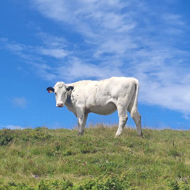 Endlich wieder blauer Himmel  | Foto: Markus Pacher 