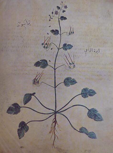Storchenschnabel | Foto: Codex „De Simplici Medicina“