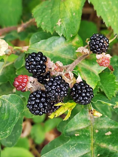 Brombeeren | Foto: Angelika Sing 