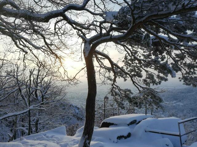 Blick auf die verschneite Haardt | Foto: Elke Schlimbach 