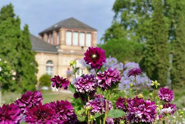 Dahlien im Karlsruher Schlosspark | Foto: Marlene Deck