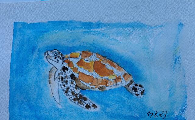 Schildkröte | Foto: Nicole Peschke 